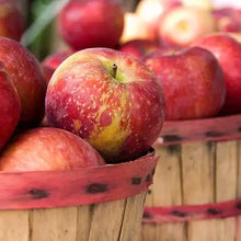 Load image into Gallery viewer, Apple Harvest - Scent Graphic