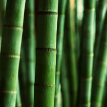Load image into Gallery viewer, Himalayan Bamboo - Scent Graphic