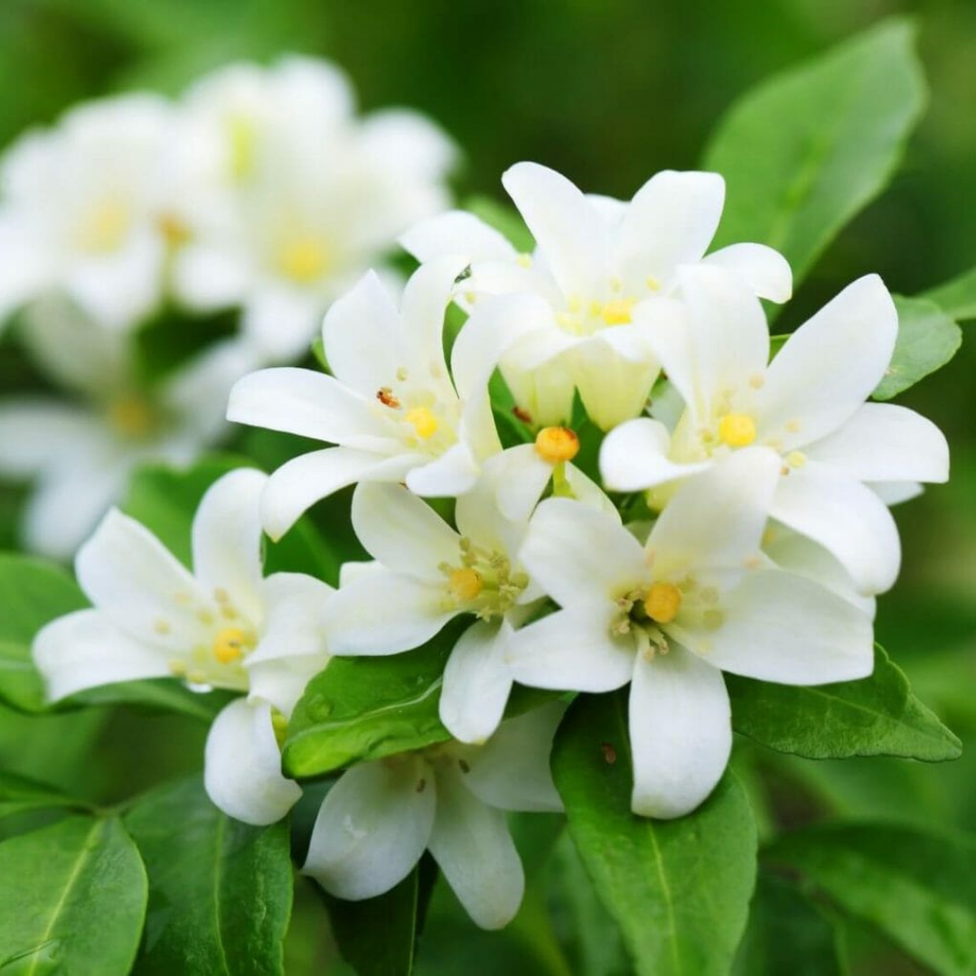 Holy Land Anointing Oil From Jerusalem: Jasmine