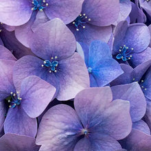 Load image into Gallery viewer, Love Spell - Scent Graphic