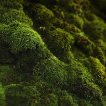 Load image into Gallery viewer, Oakmoss and Amber - Scent Graphic
