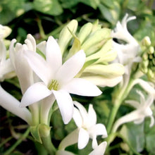 Load image into Gallery viewer, Garden Escape Scented Wax Melts - graphic