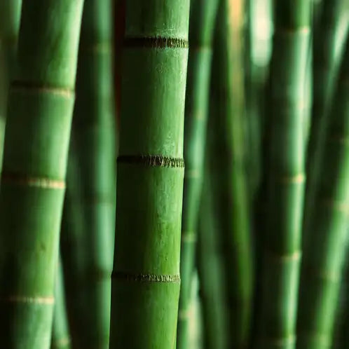 Himalayan Bamboo - Scent Graphic