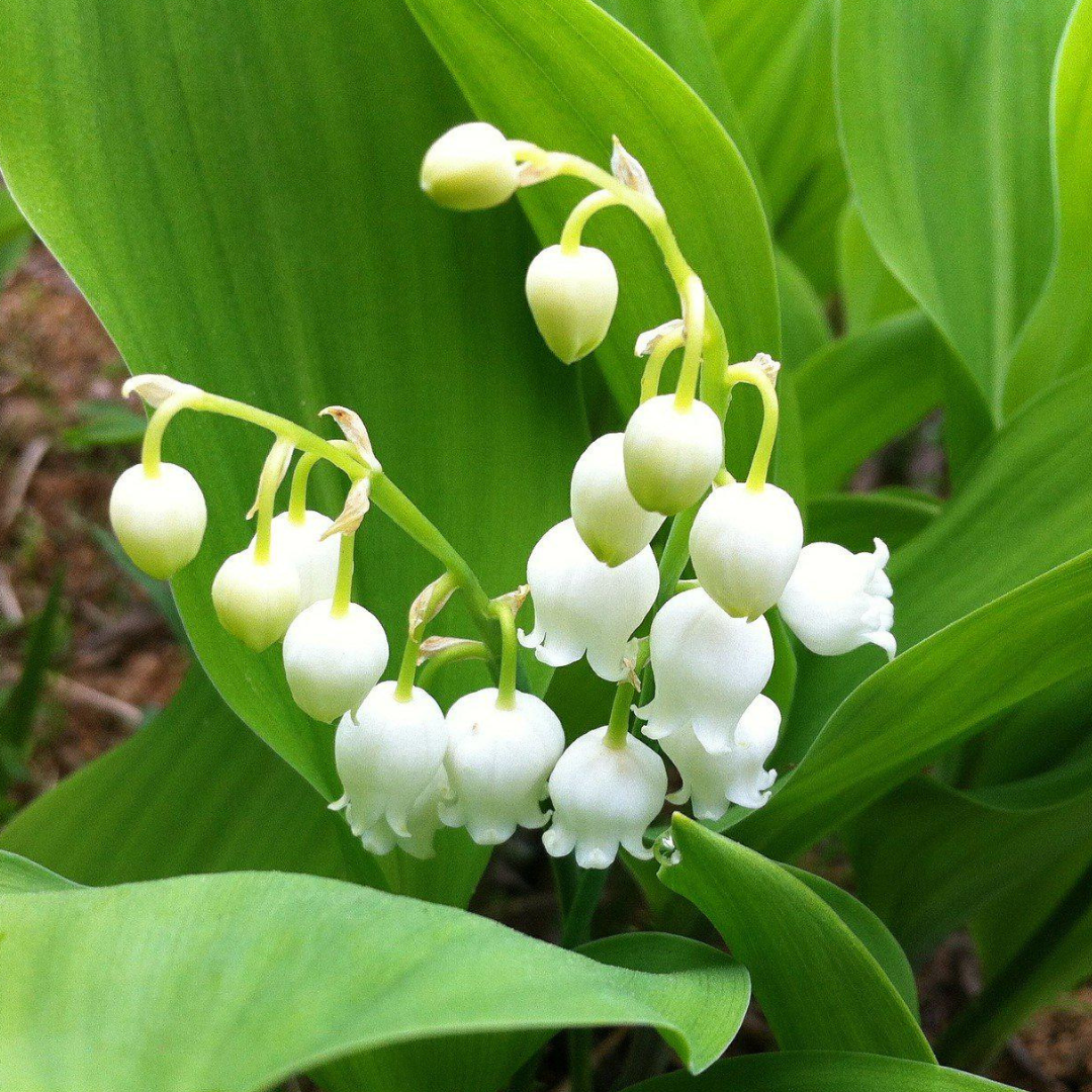 Lily of the Valley - Scent Graphic
