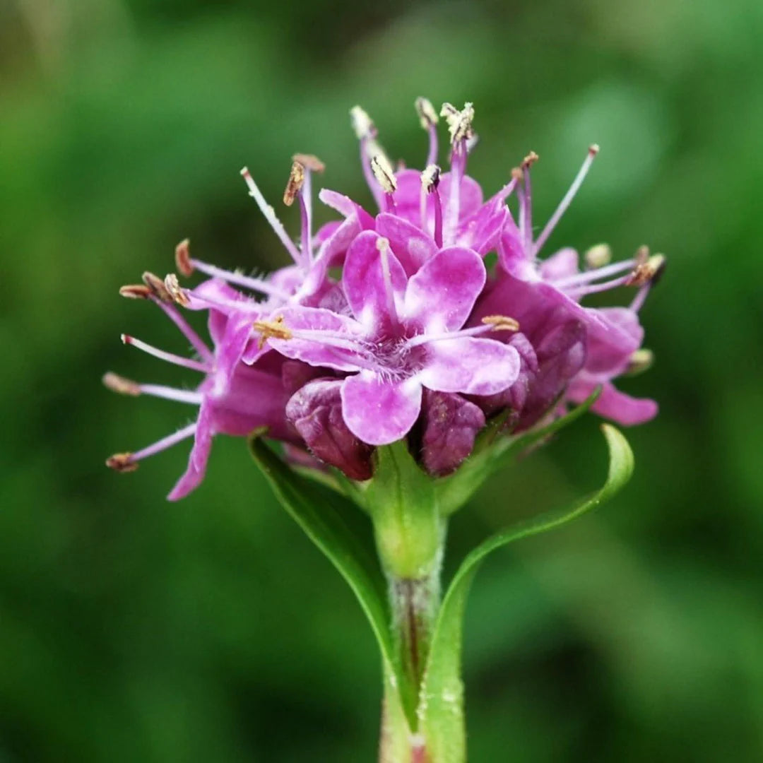 Spikenard - Scent Graphic