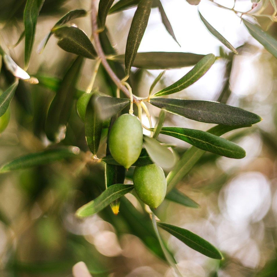 Olive Tree / Unscented - Scent Graphic